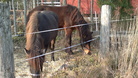 Muskur ja Röskur