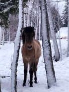 Kleópatra