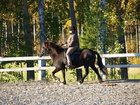 Ronja kurssihevosena kesällä 2010