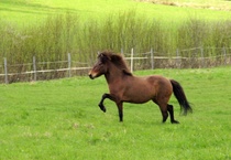 Emä (emän isä: Kolskeggur frá Oddhóli)