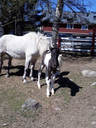 Snotra frá Vindabrú Snotra frá Vindabrú