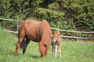 Litla-Rós fra Strandarhöfdi