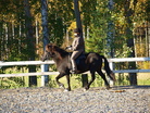 Ronja kurssihevosena kesällä 2010