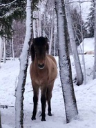 Kleópatra