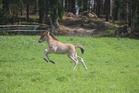 Kleópatra