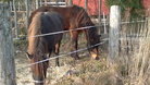 Muskur ja Röskur