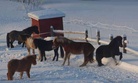 Bessi, Glampi, Brella, Verry, Gledi ja Villiruusu