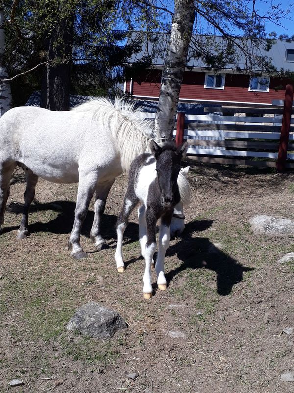 Snotra Tuulensillan talli